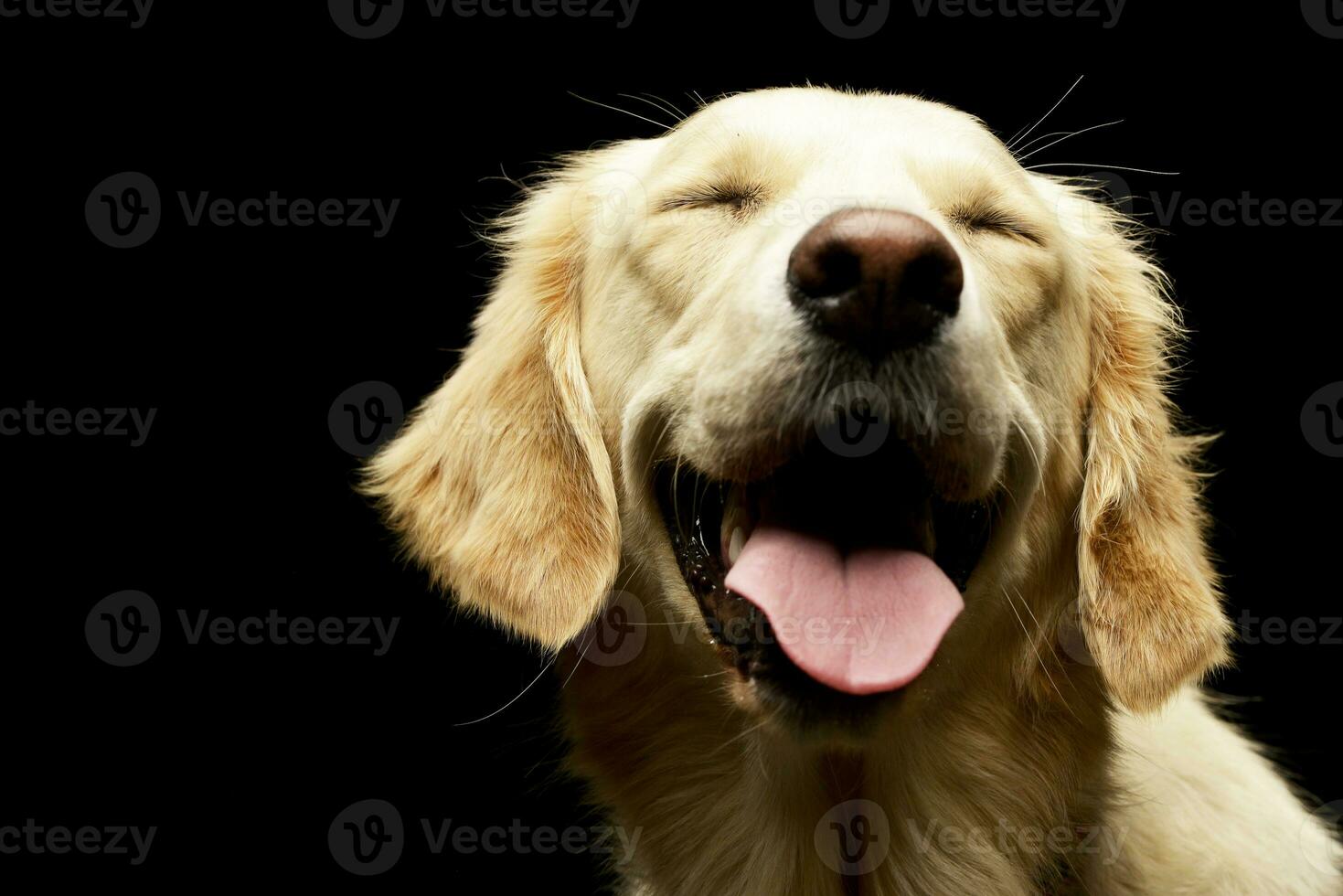 Portrait of an adorable Golden retriever puppy photo