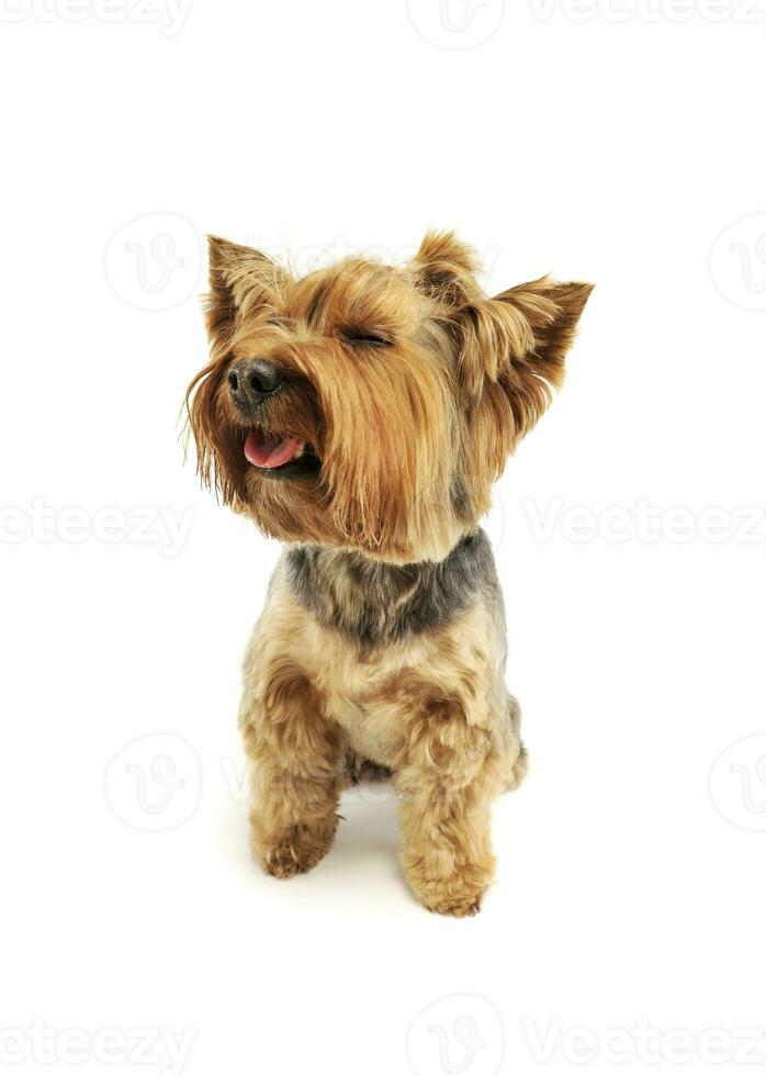 estudio Disparo de un adorable Yorkshire terrier foto