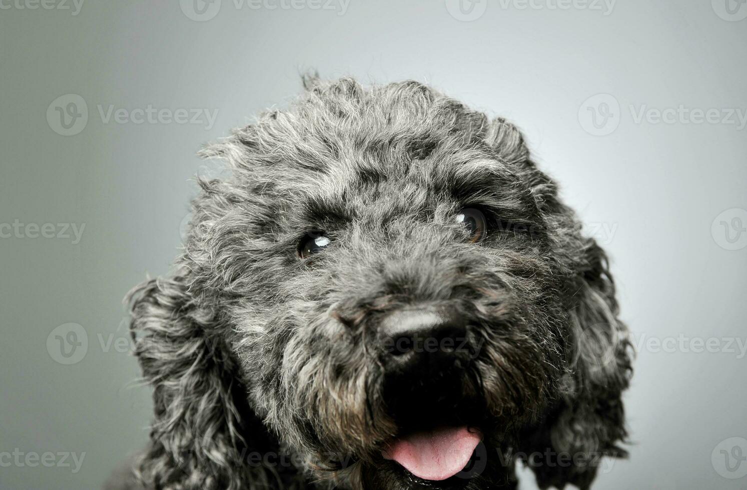 retrato de un adorable pumi mirando curiosamente a el cámara - aislado en gris antecedentes foto