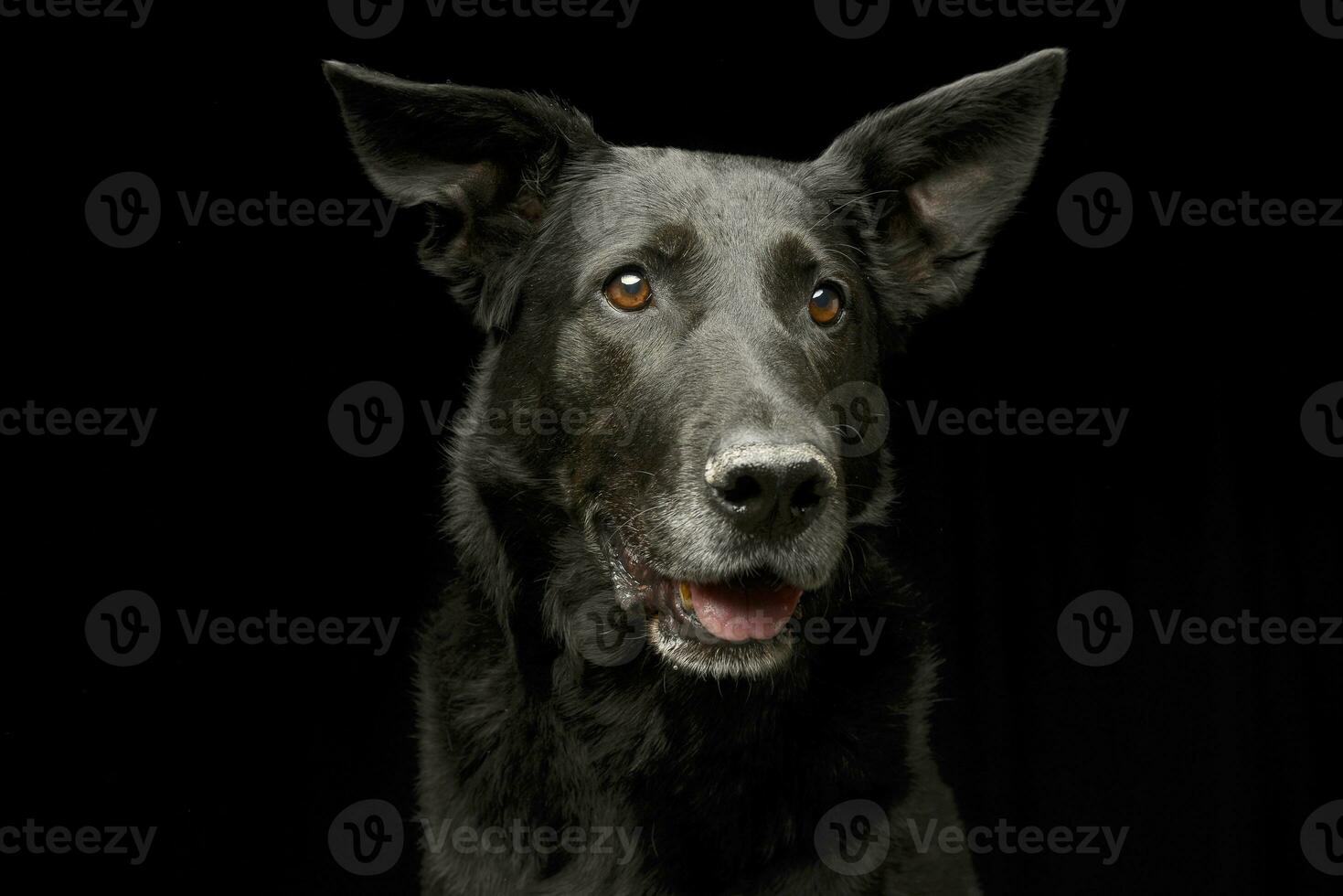 Portrait of an adorable mixed breed dog photo