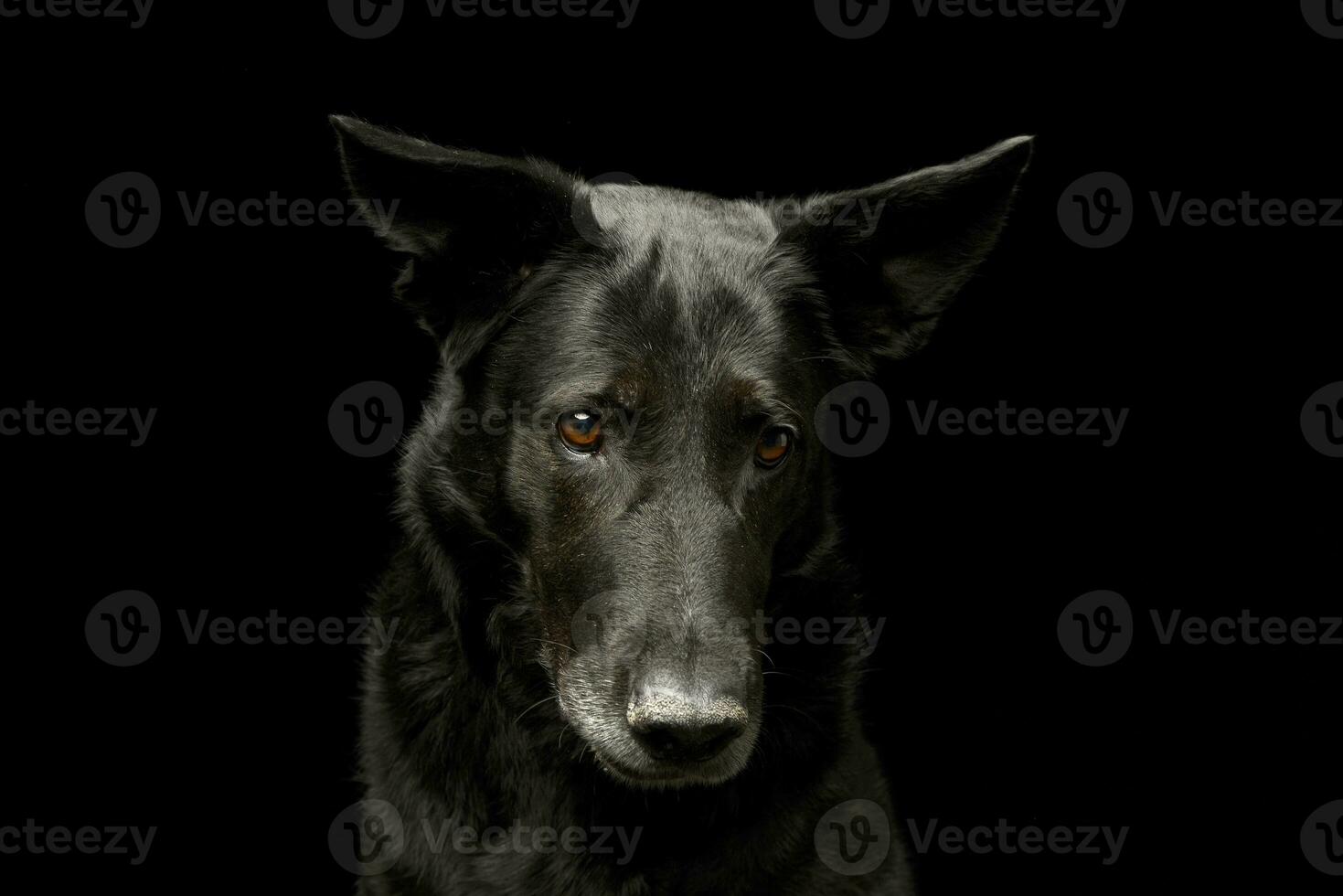 Portrait of an adorable mixed breed dog photo