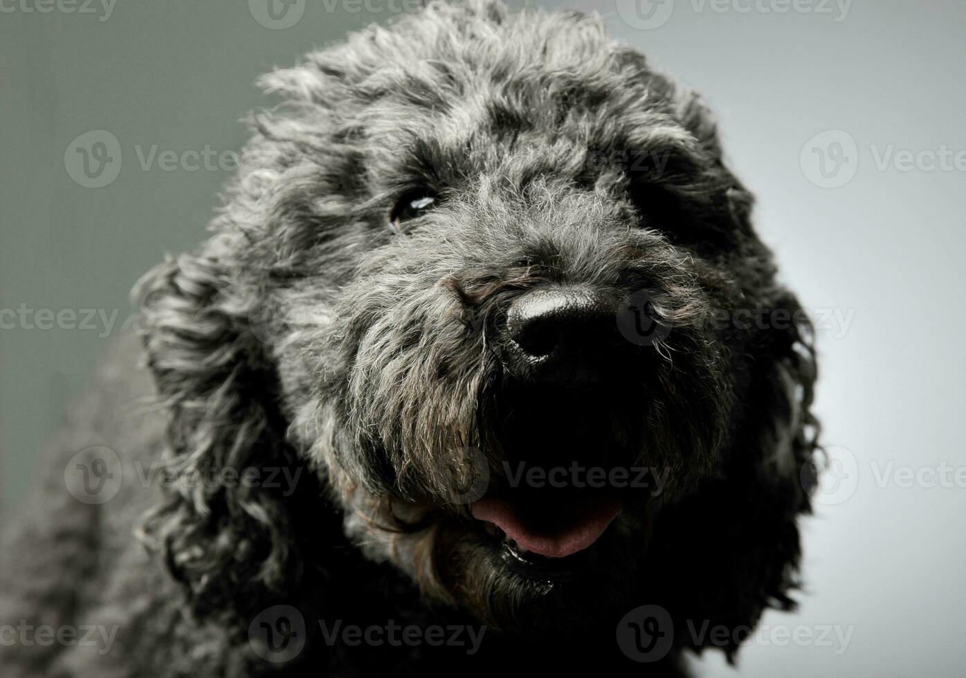 Portrait of an adorable pumi looking curiously at the camera - isolated on grey background photo