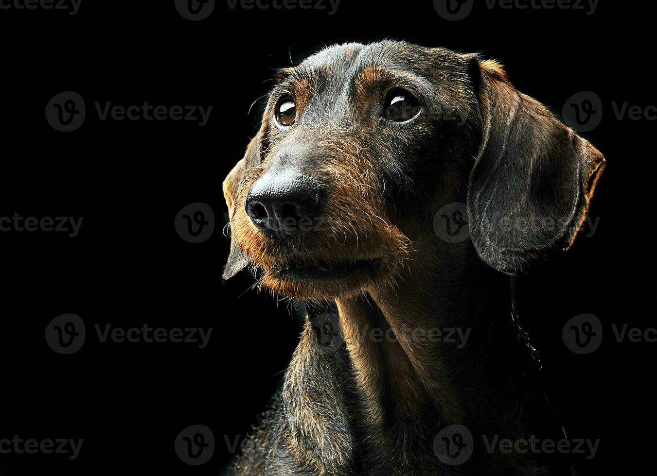 linda cableado pelo perro tejonero en un negro foto estudio