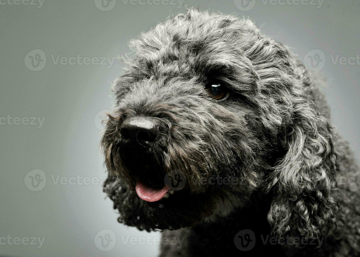 retrato de un adorable pumi mirando curiosamente - aislado en gris antecedentes foto