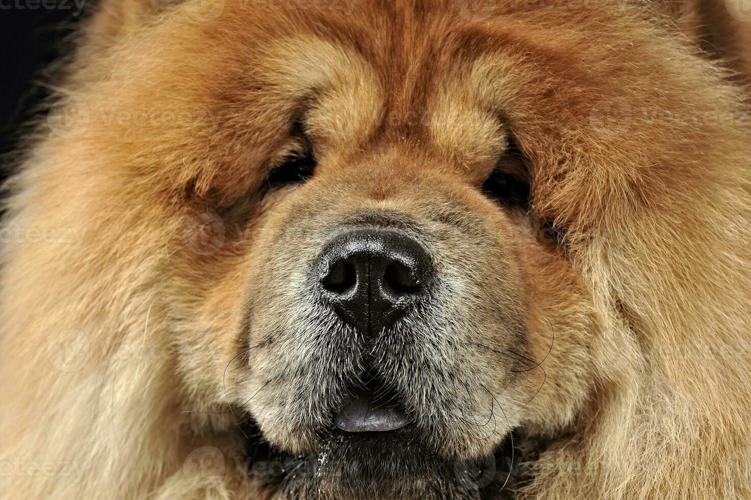 Beautiful chow chow posing in a photo studio