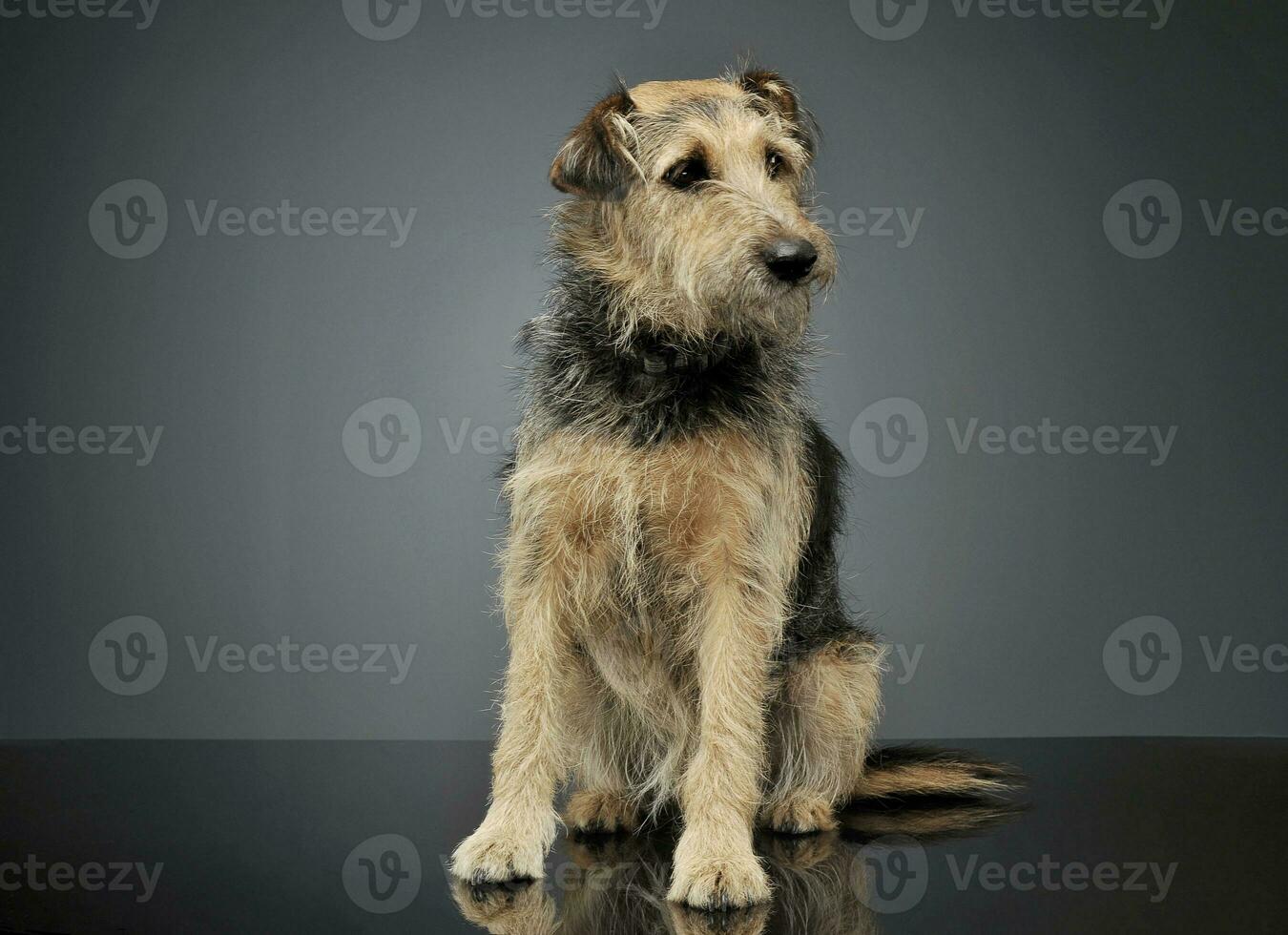 Studio shot of an adorable mixed breed dog sitting and looking curiously photo