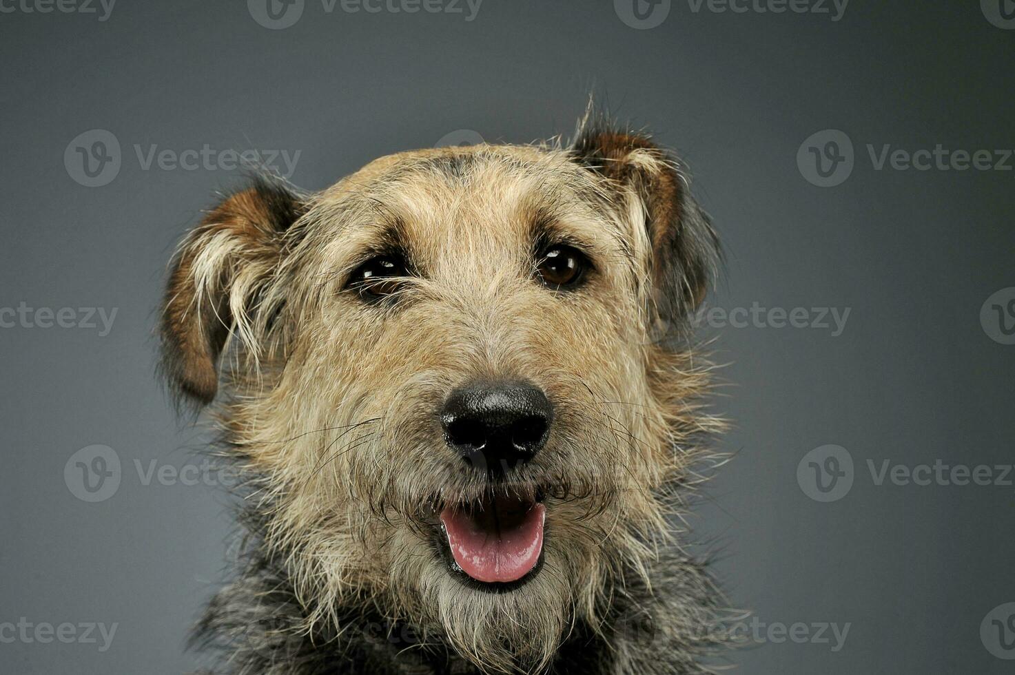 retrato de un adorable mezclado raza perro mirando curiosamente a el cámara foto