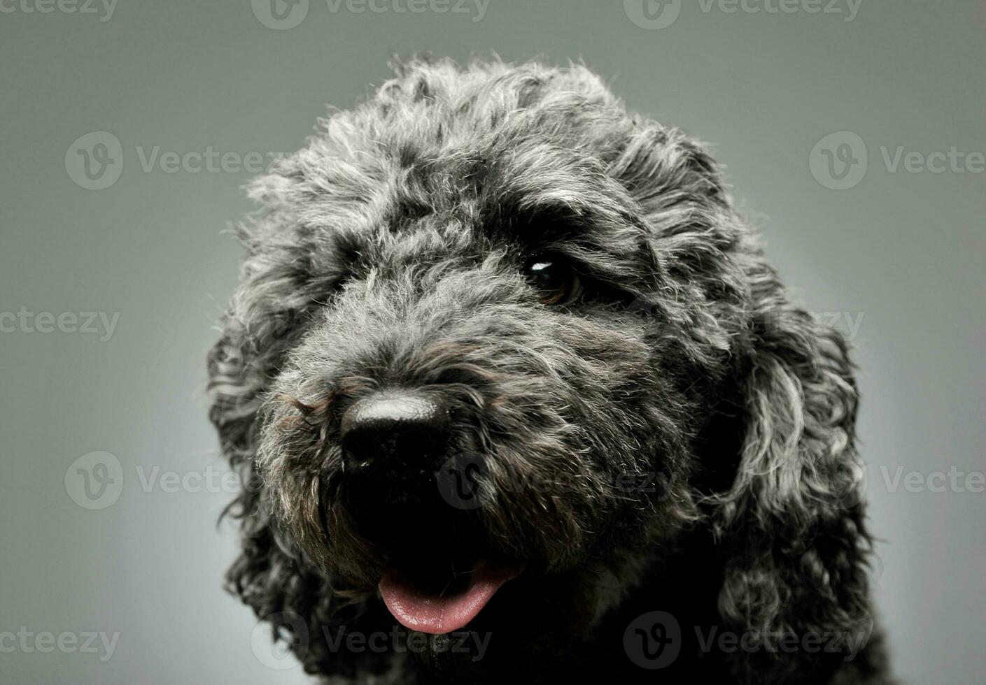 Portrait of an adorable pumi looking curiously at the camera - isolated on grey background photo