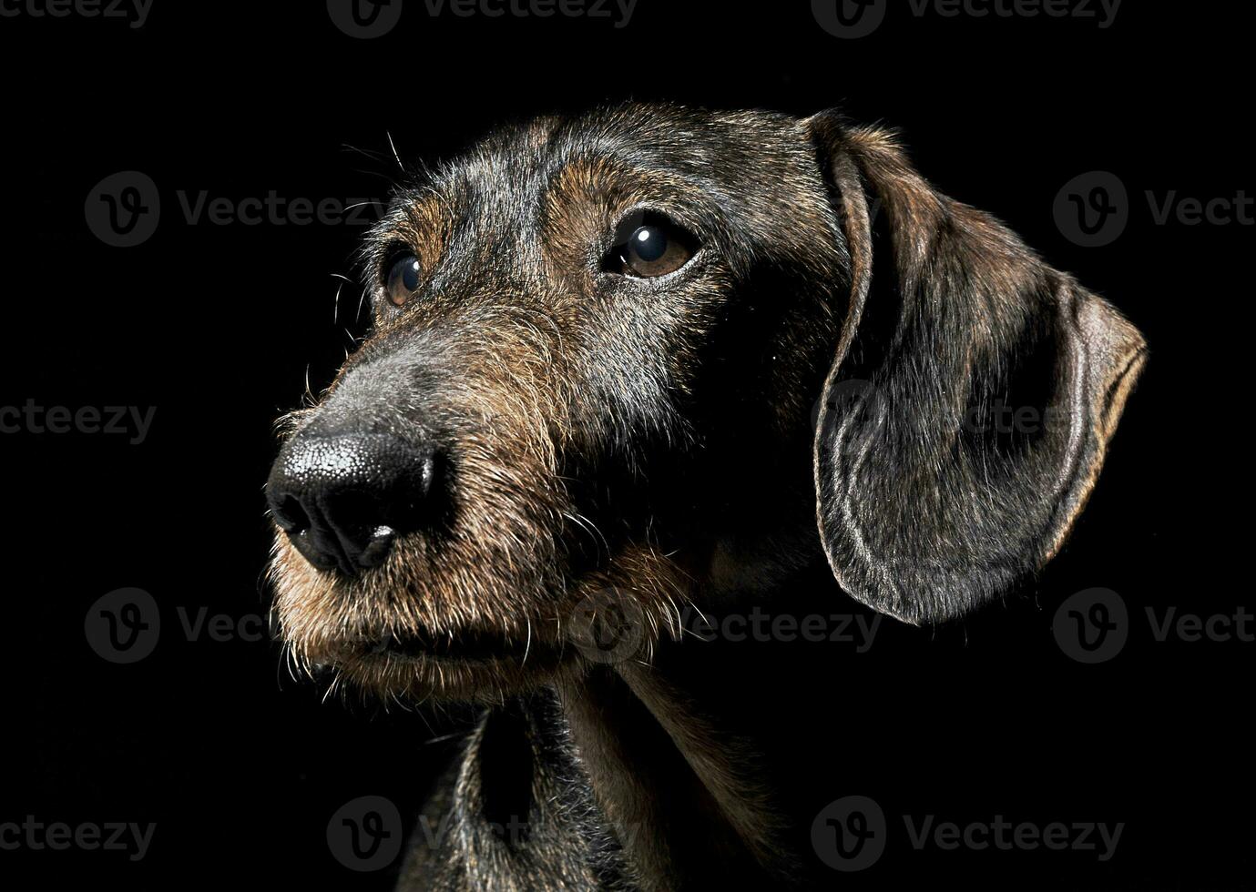 linda cableado pelo perro tejonero en un negro foto estudio