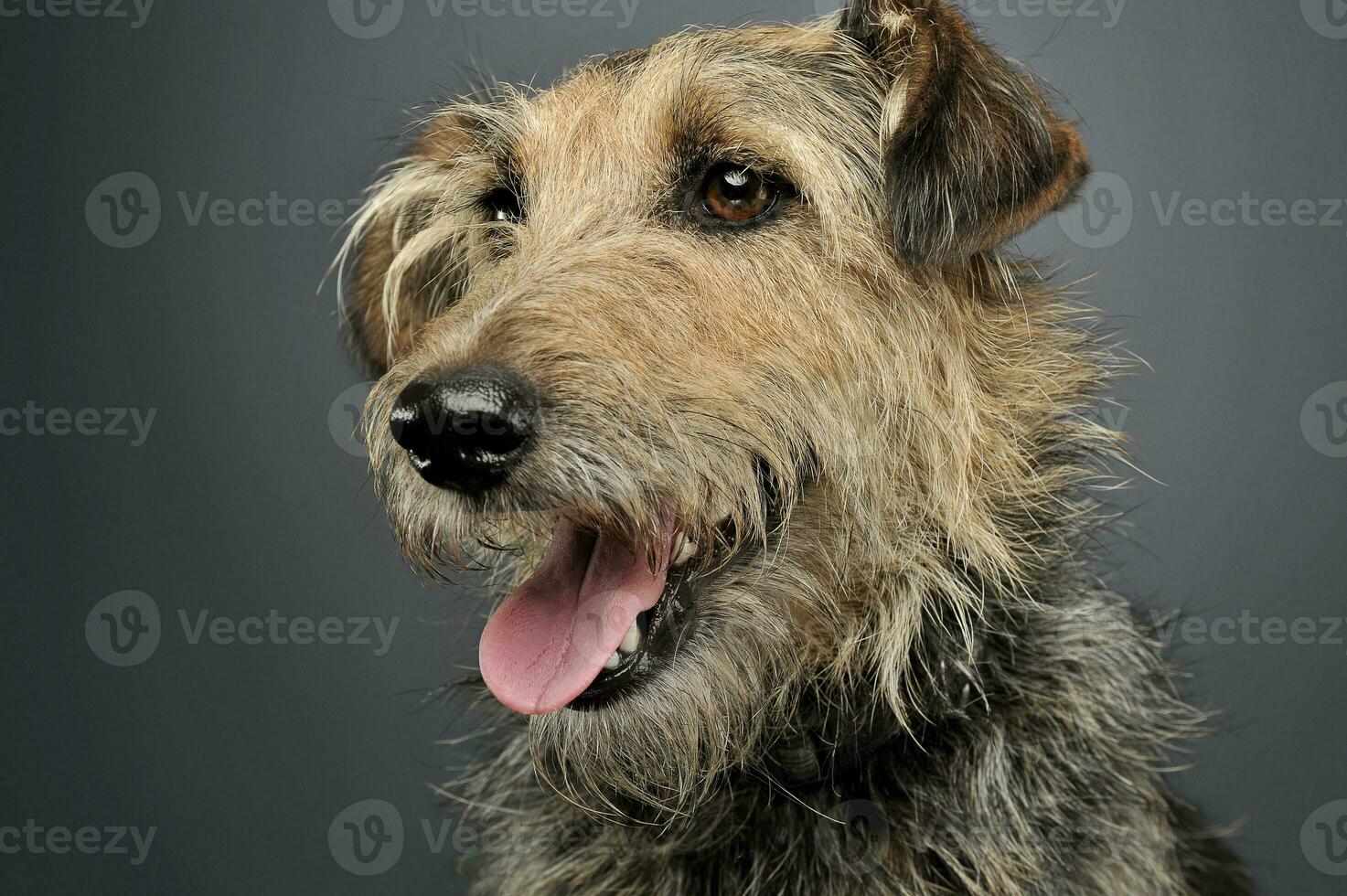 retrato de un adorable mezclado raza perro mirando curiosamente foto