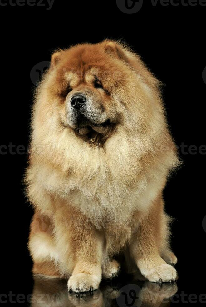 estudio Disparo de un adorable perro chino perro chino sentado y mirando curiosamente a el cámara foto