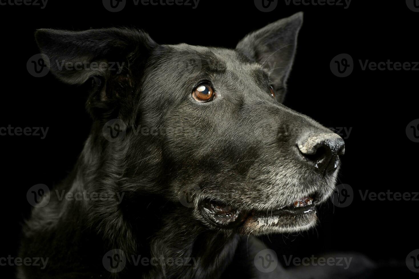 Portrait of an adorable mixed breed dog photo