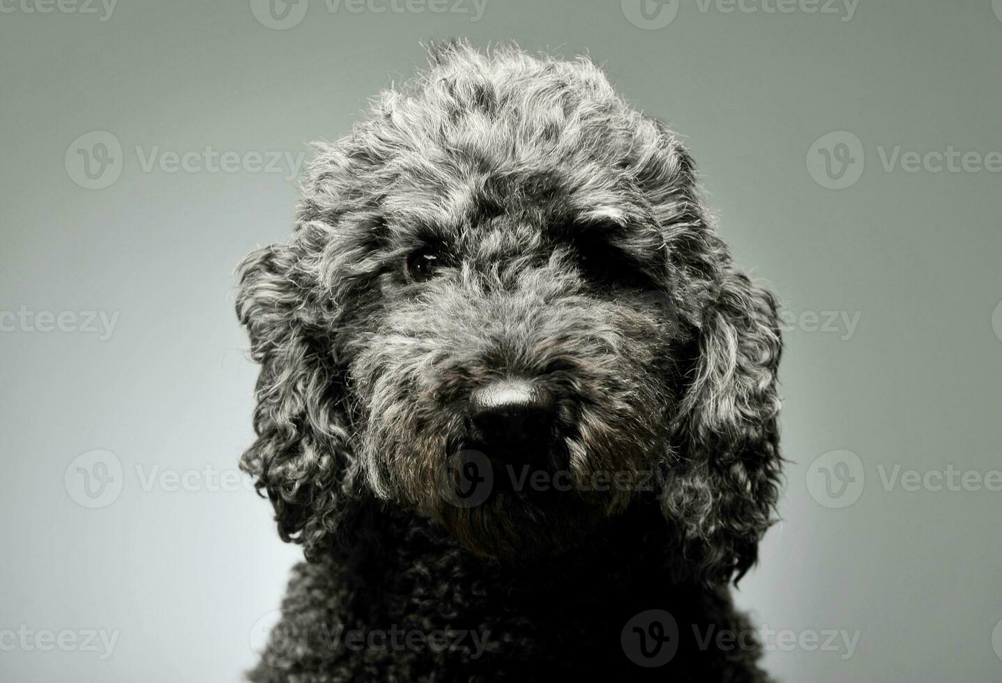 Portrait of an adorable pumi looking curiously at the camera - isolated on grey background photo