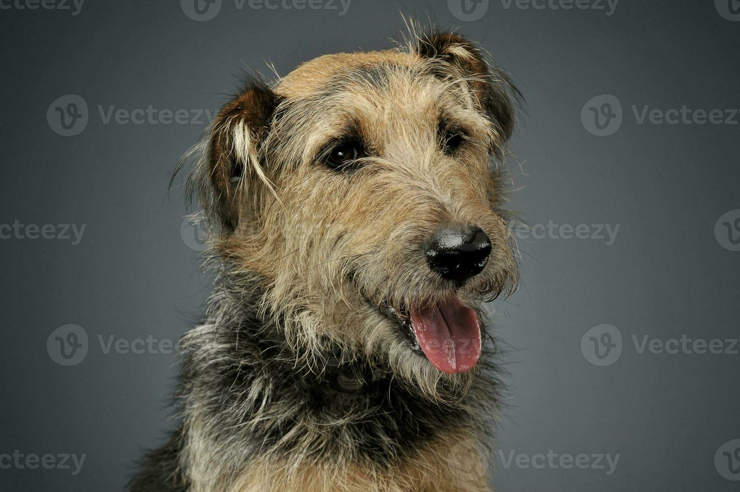 retrato de un adorable mezclado raza perro mirando abajo curiosamente foto