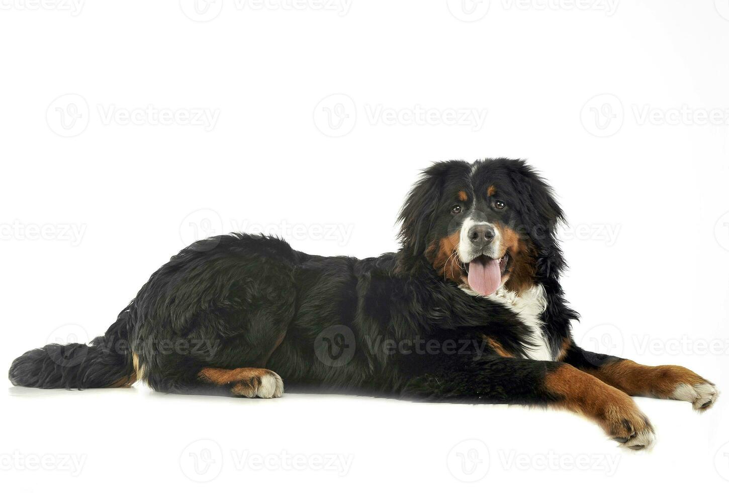 Bernese Mountain Dog lying in the white photo studio