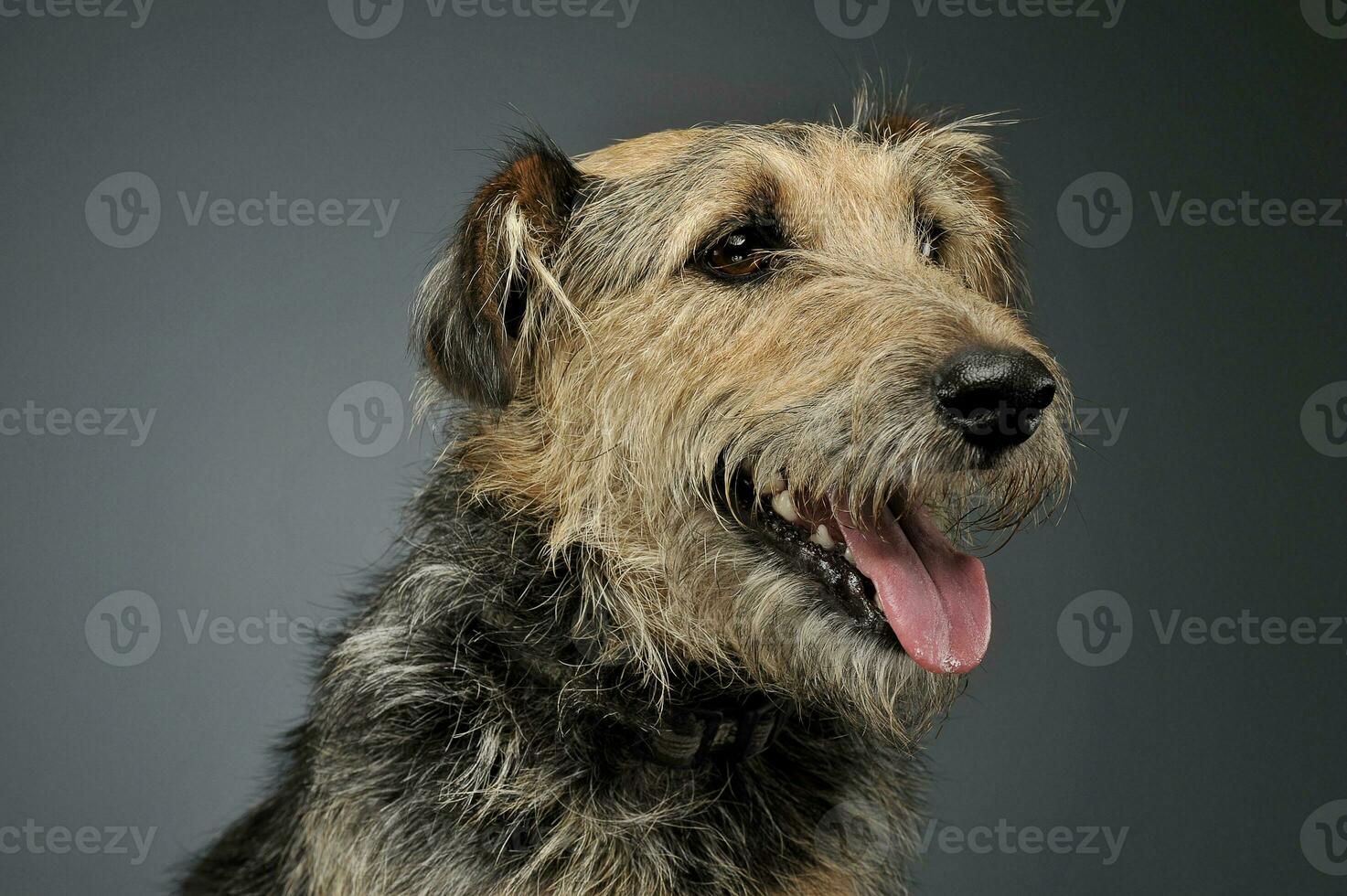 Portrait of an adorable mixed breed dog looking curiously photo