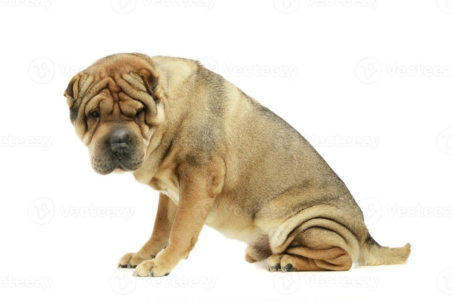 Studio shot of an adorable Shar pei photo