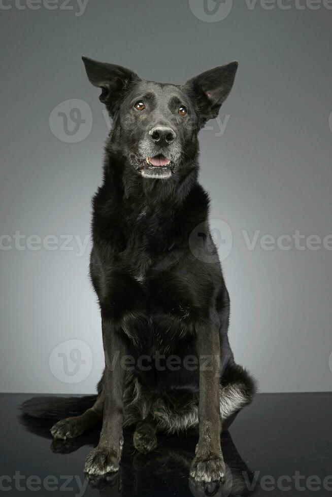 Studio shot of an adorable mixed breed dog photo