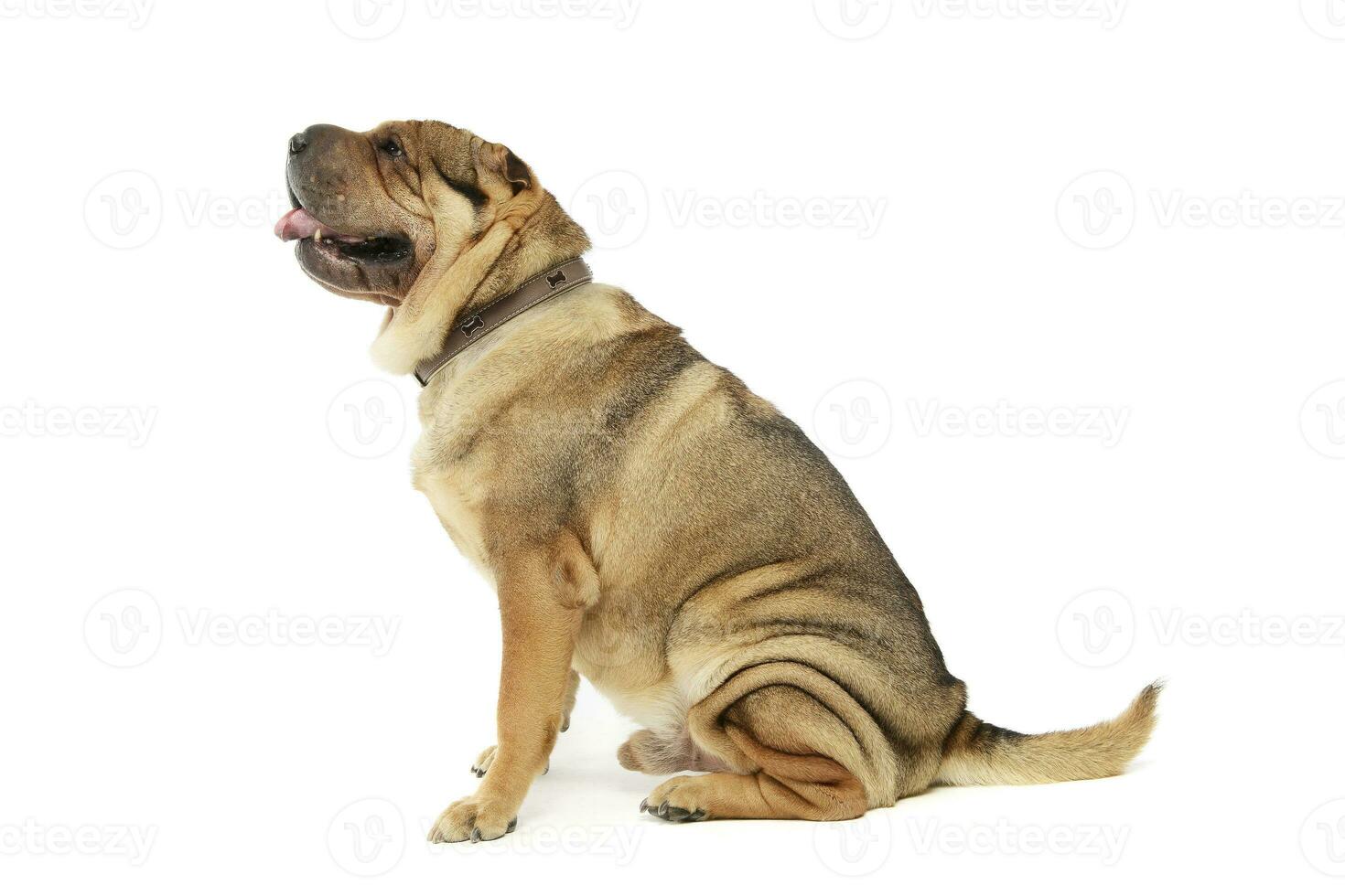 Studio shot of an adorable Shar pei photo