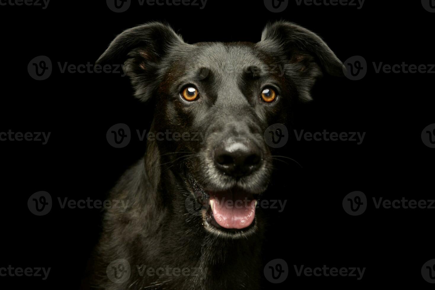 Portrait of an adorable mixed breed dog photo