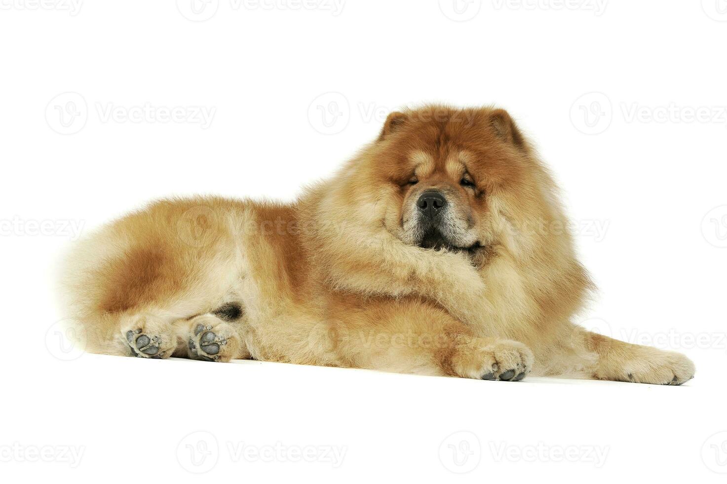 Studio shot of an adorable chow chow lying and looking curiously at the camera photo