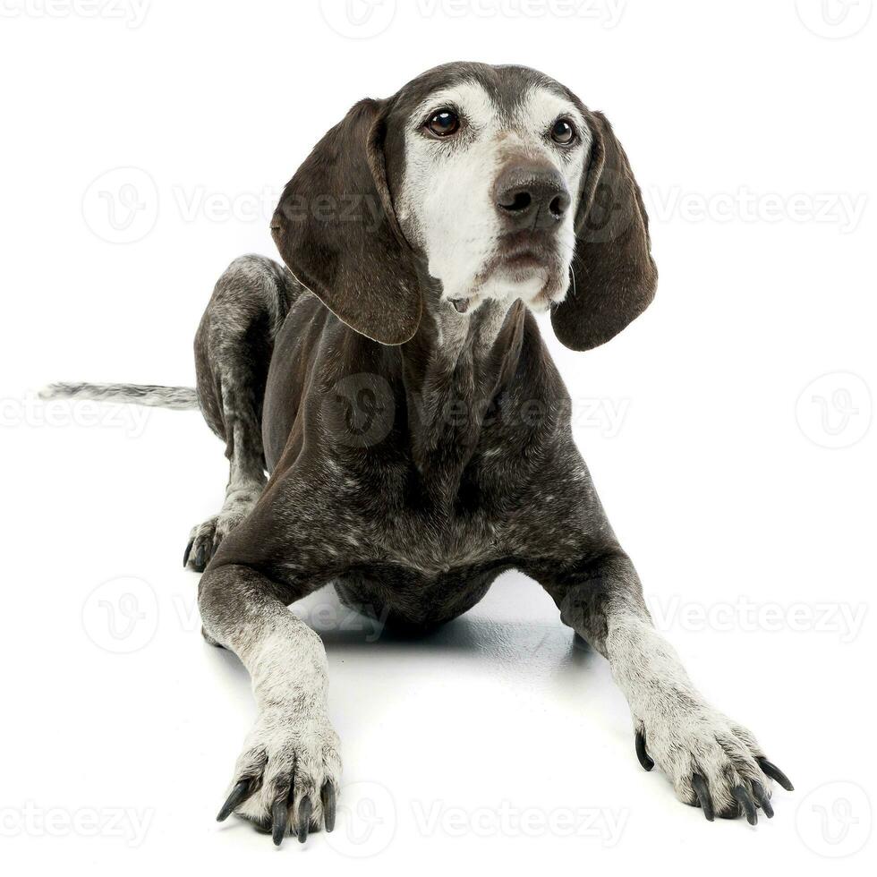 Studio shot of an adorable mixed breed dog photo