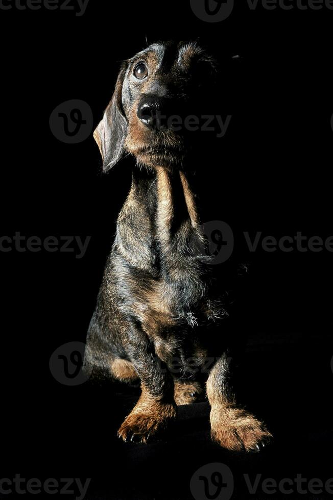 Cute wired hair dachshund in a Black photo studio