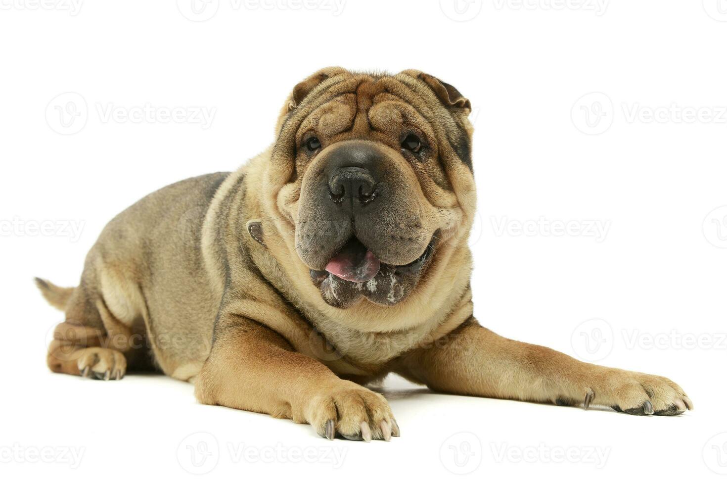 Studio shot of an adorable Shar pei photo