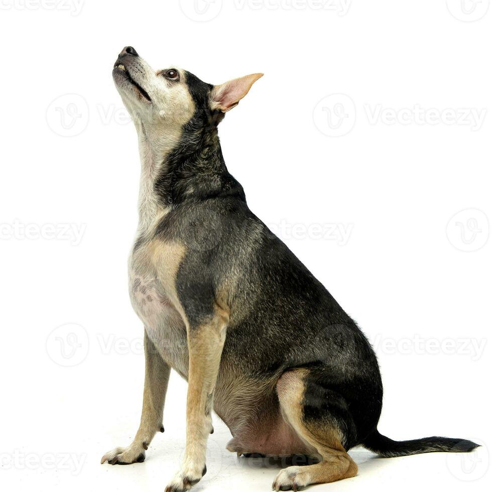 Studio shot of an adorable mixed breed dog photo