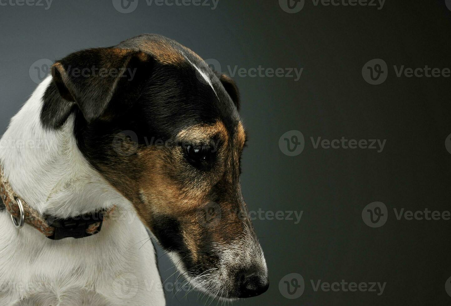 Portrait of an adorable Fox Terrier looking down sadly photo