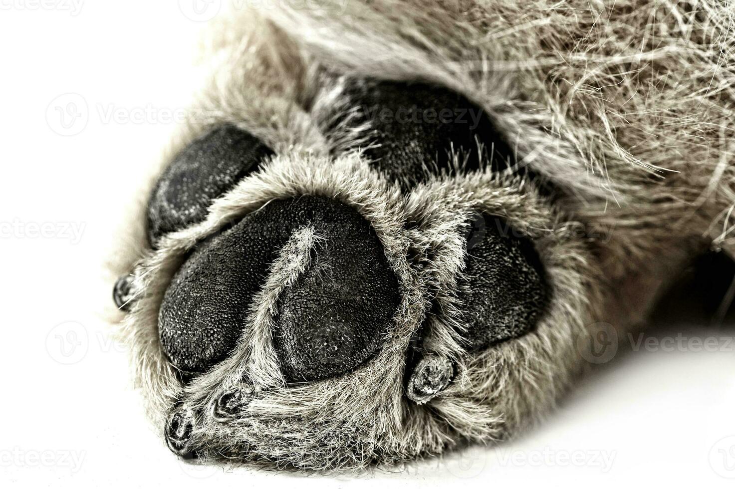 Beautiful chow chow paw in a white photo studio