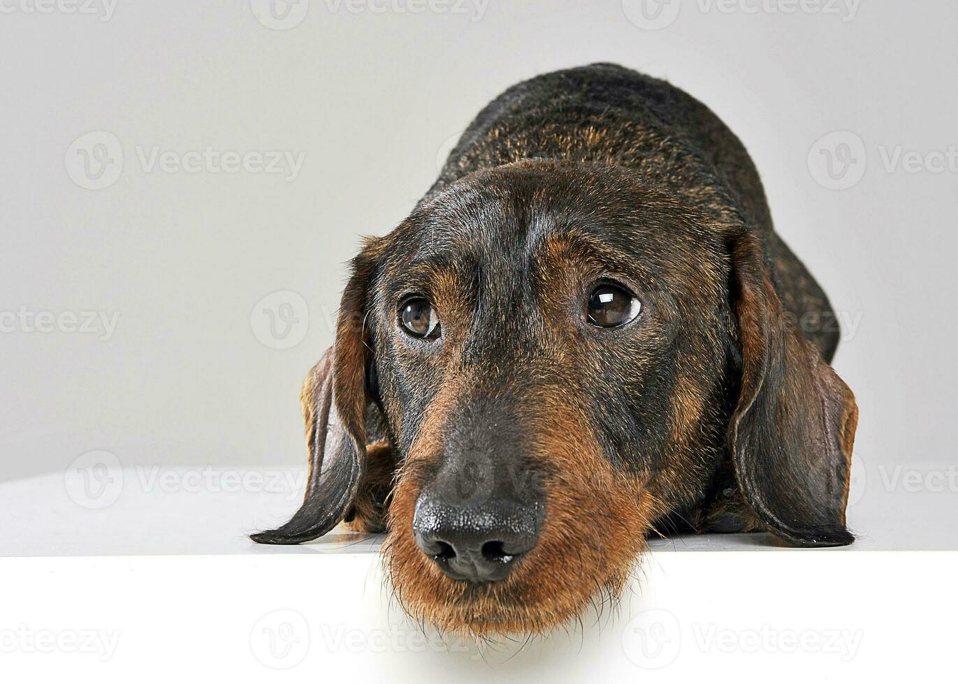 Cute wired hair dachshund in a photo studio