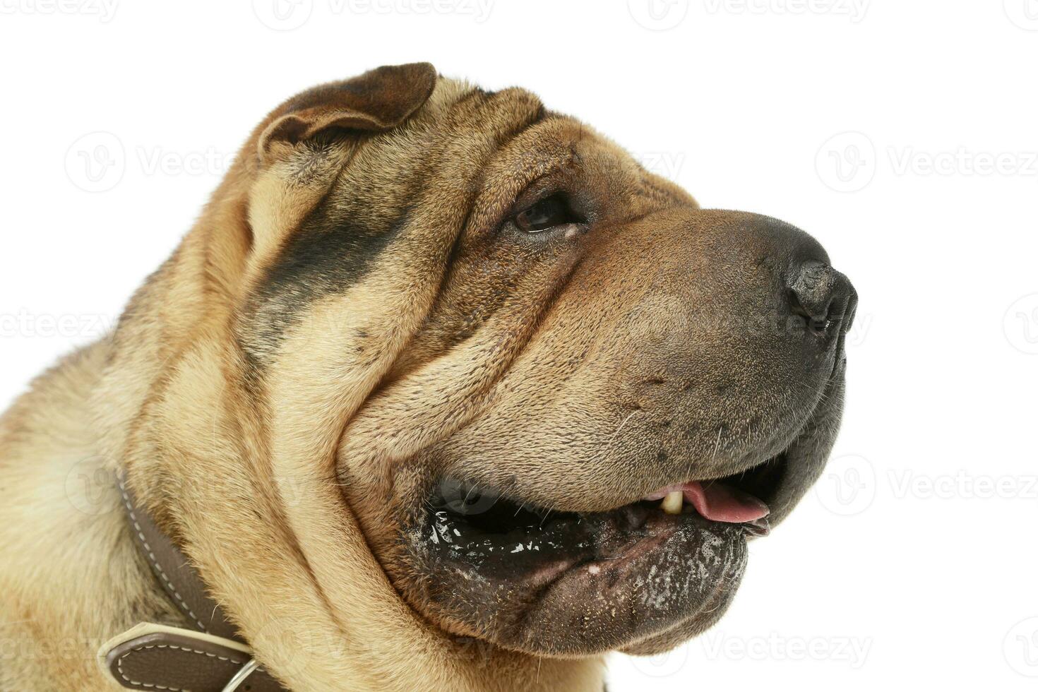 Portrait of an adorable Shar pei photo