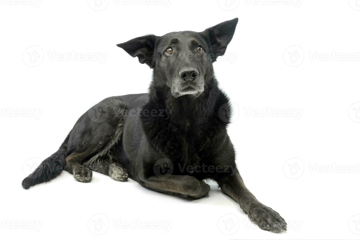 Studio shot of an adorable mixed breed dog photo