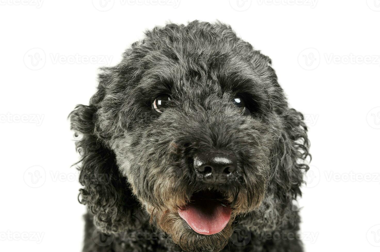 Portrait of an adorable pumi looking curiously at the camera - isolated on white background photo