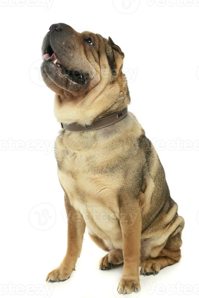 muy bonito Shar pei disfrutar el estudio foto disparar