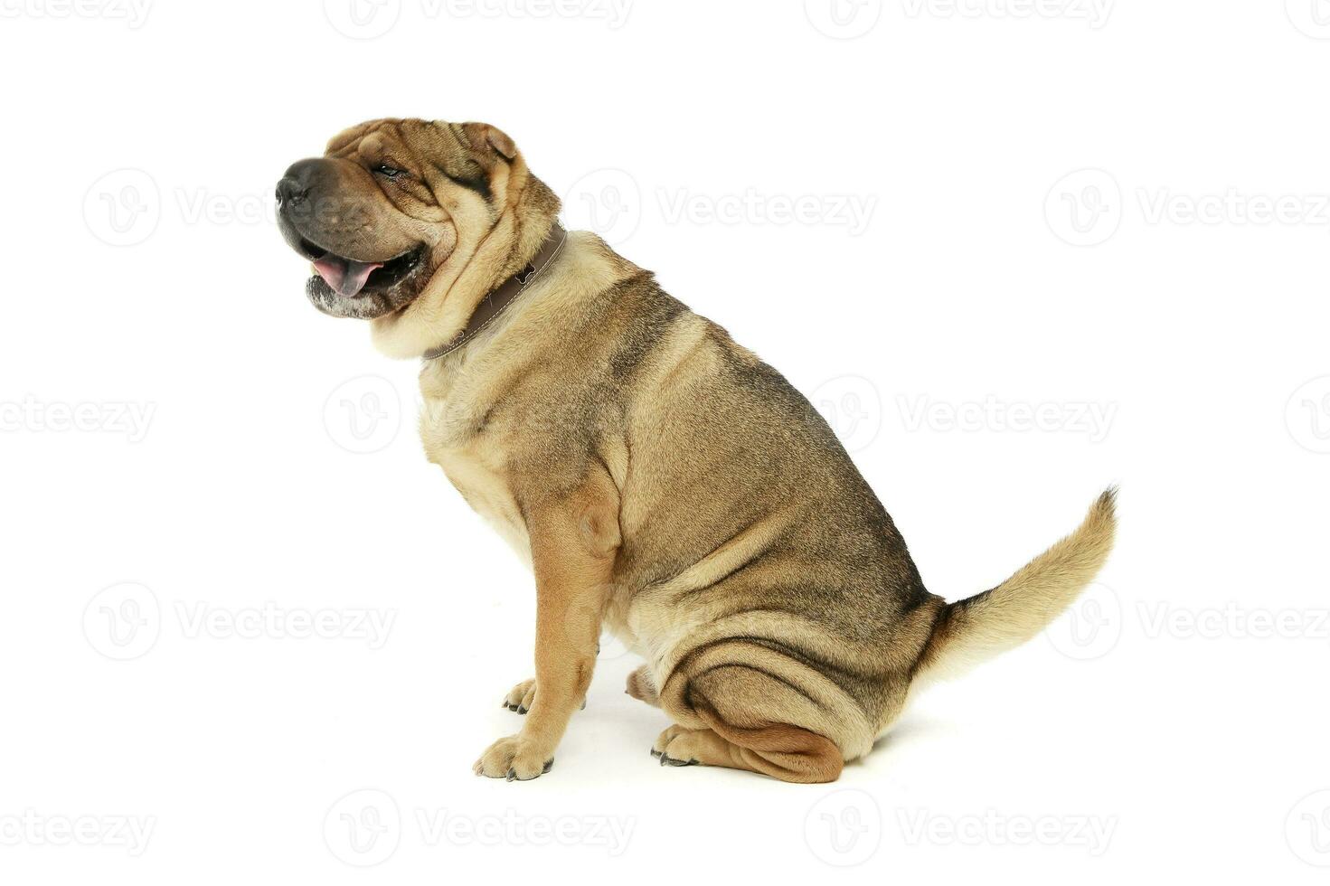 Studio shot of an adorable Shar pei photo