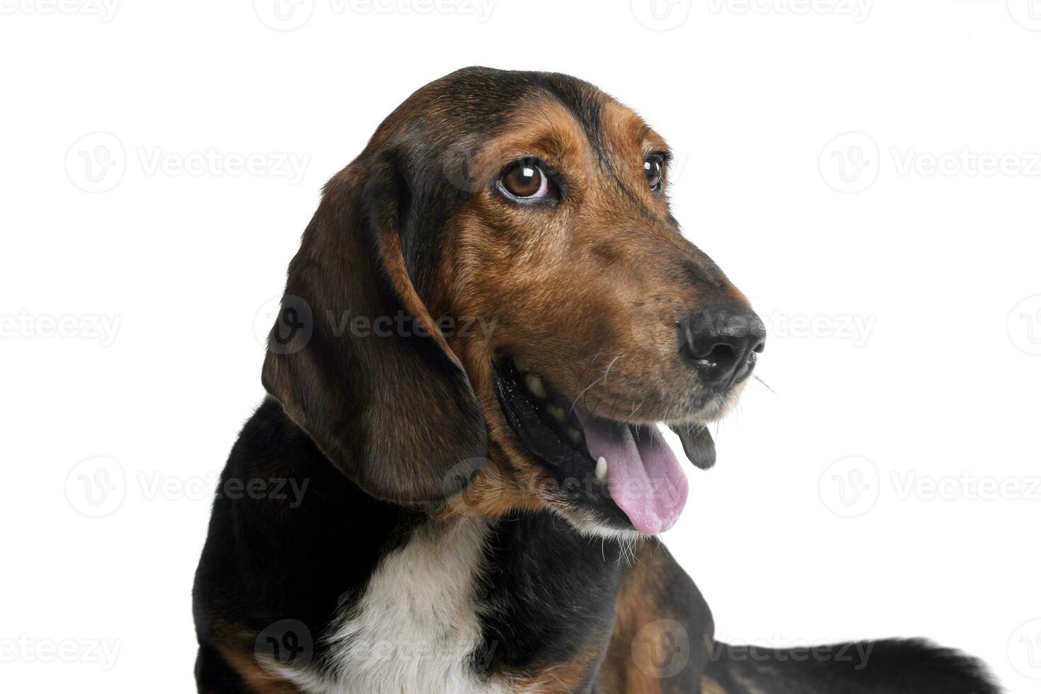 Portrait of an adorable mixed breed dog photo