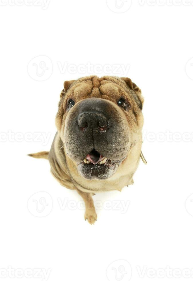 Studio shot of an adorable Shar pei photo