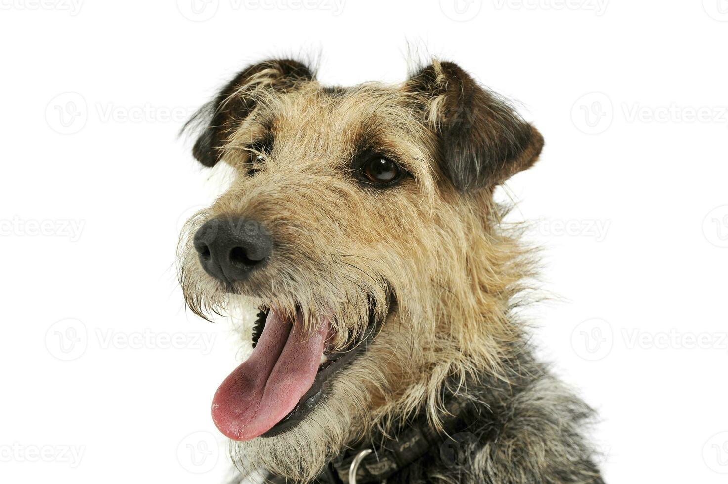 Portrait of an adorable mixed breed dog looking satisfied photo