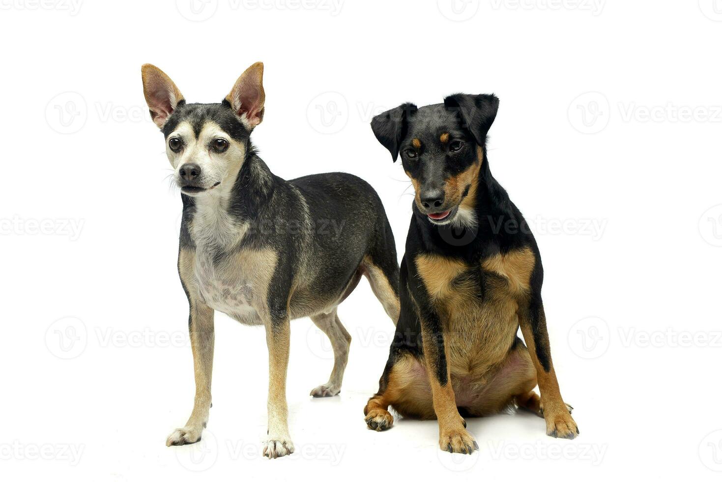 Studio shot of an adorable mixed breed dog photo