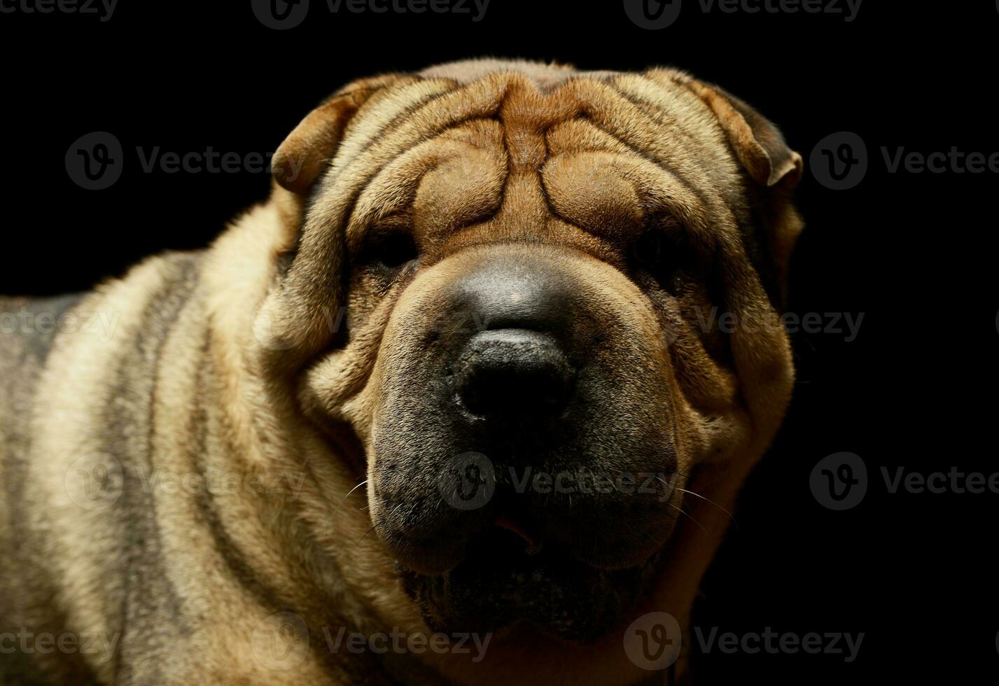 Portrait of an adorable Shar pei photo