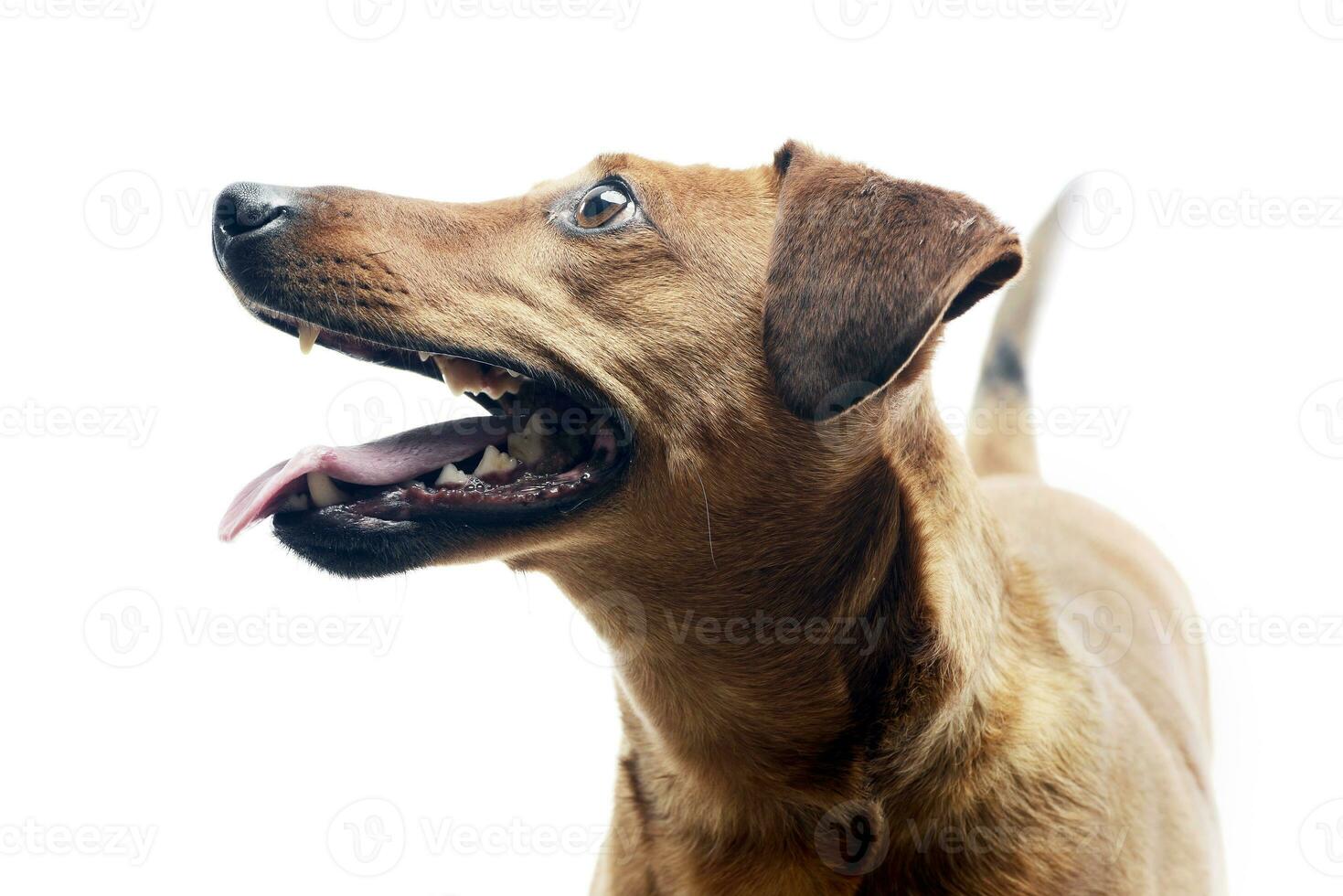Portrait of an adorable mixed breed dog photo