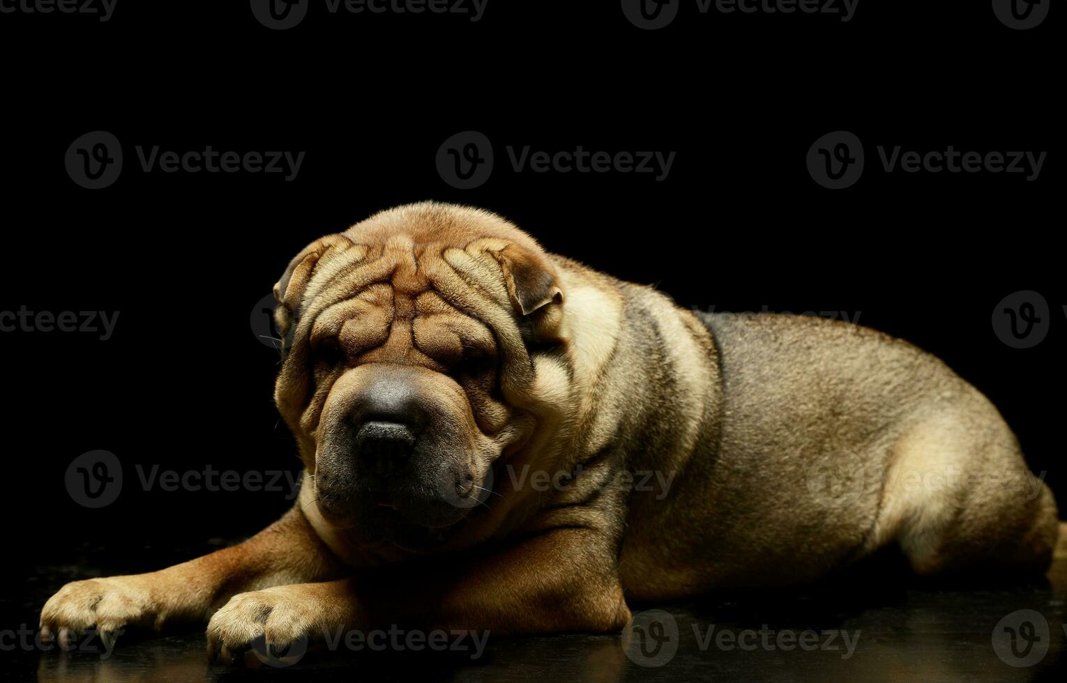 Studio shot of an adorable Shar pei photo