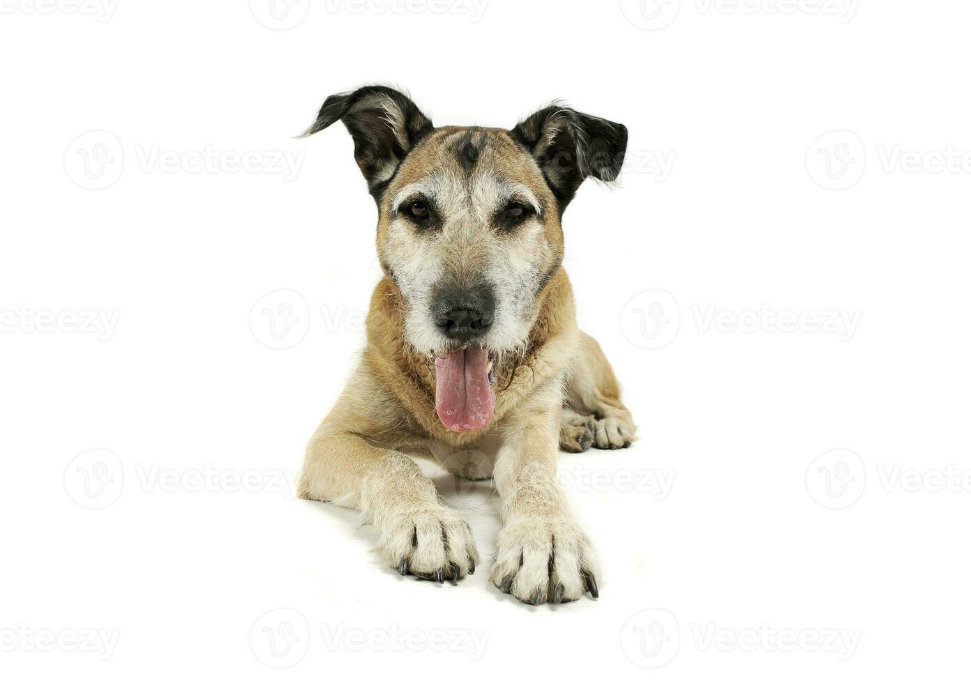 Studio shot of an adorable mixed breed dog lying and looking satisfied photo