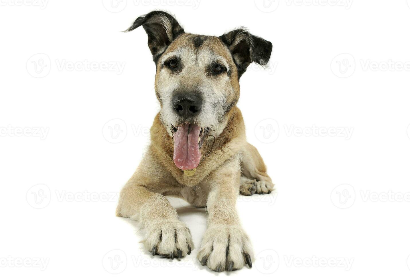 Studio shot of an adorable mixed breed dog lying and looking satisfied photo