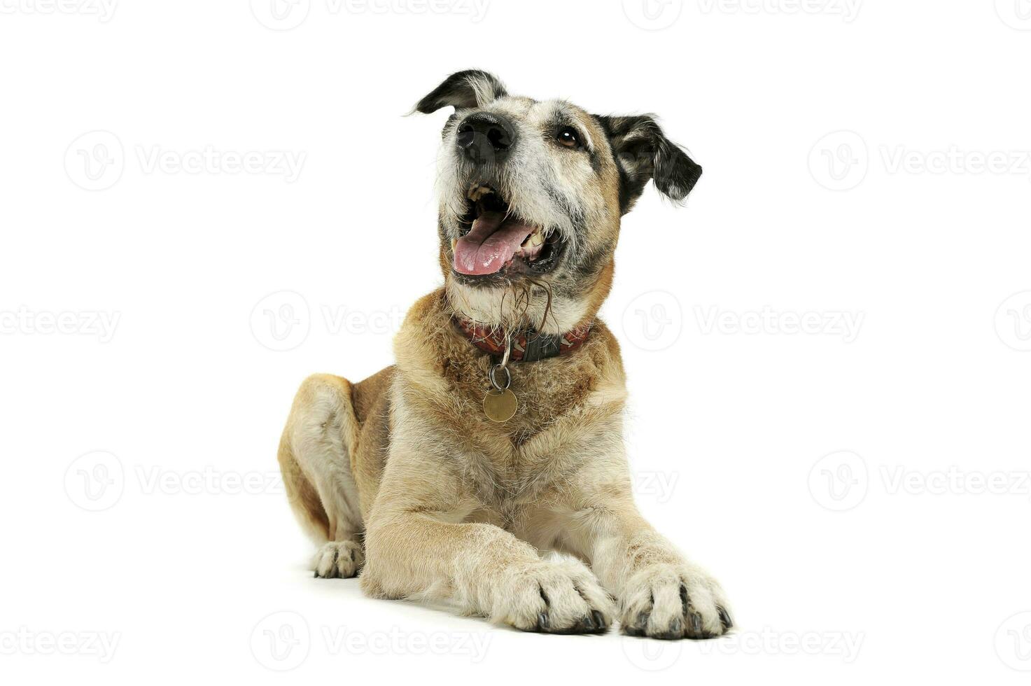 Studio shot of an adorable mixed breed dog lying and looking satisfied photo