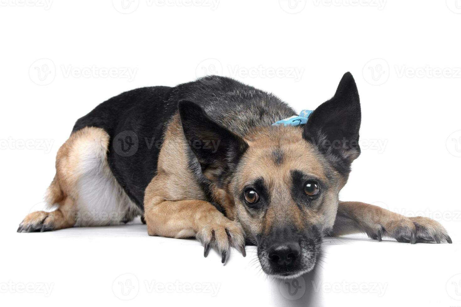 Studio shot of an adorable mixed breed dog photo