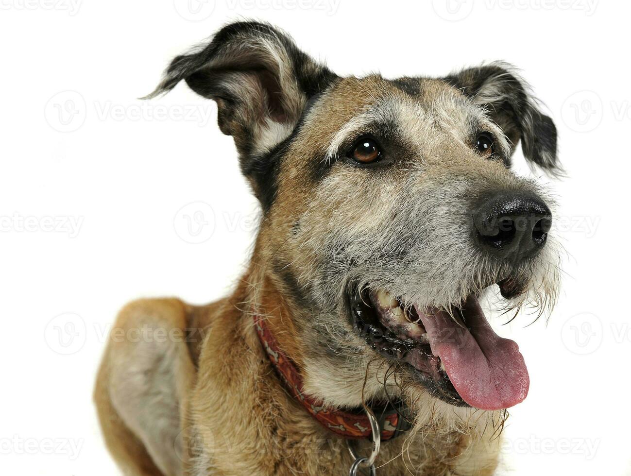 Mixed breed funny dog in a white studio photo