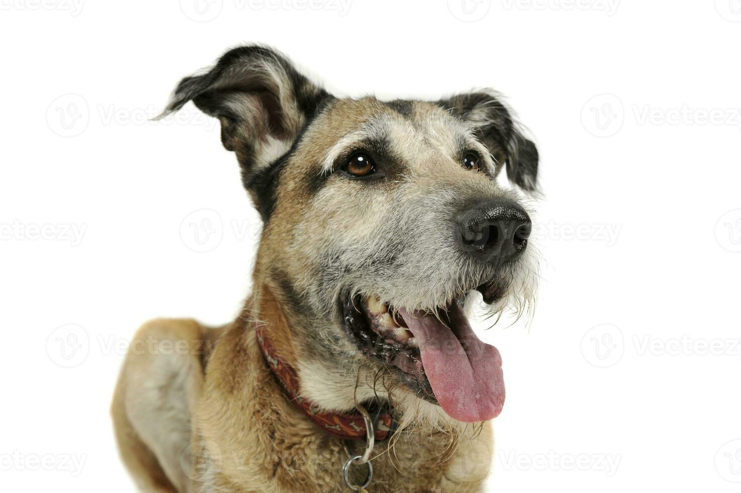 estudio Disparo de un adorable mezclado raza perro acostado y mirando satisfecho foto